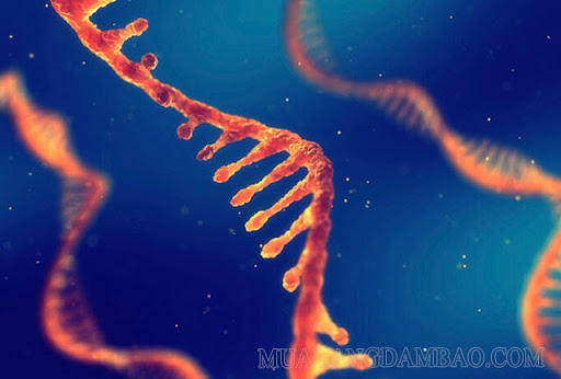 Chức năng của ARN