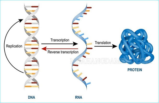 Cấu trúc của ARN