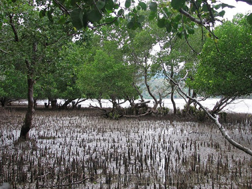 Hệ thống rừng ngập mặn suy giảm nghiêm trọng