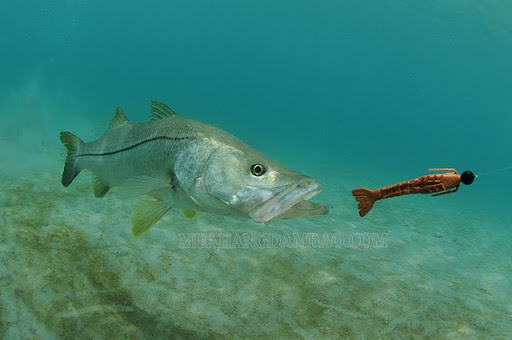 Bait là mồi câu cá chuyên nghiệpác của bait