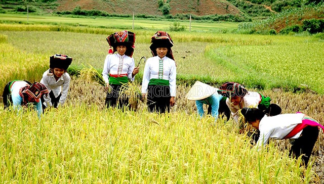 Dân tộc Mường sống chủ yếu bằng nghề trồng lúa nước
