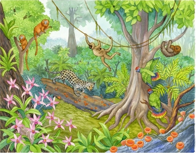Quần xã sinh vật rừng mưa nhiệt đới