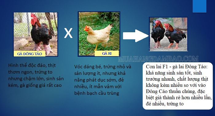 Lợi ích lai giữa gà Đông Tảo và gà lúa mạch đen