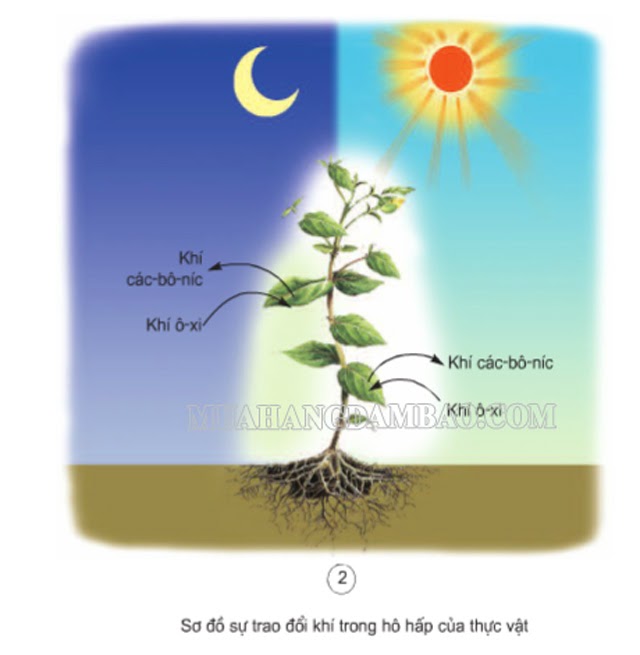 Hô hấp có ảnh hưởng lớn đến sự sinh trưởng và phát triển của thực vật