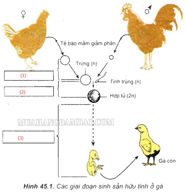 Quá trình sinh sản hữu tính ở loài gà
