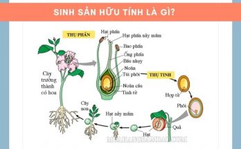 Nên hiểu thế nào là sinh sản hữu tính?