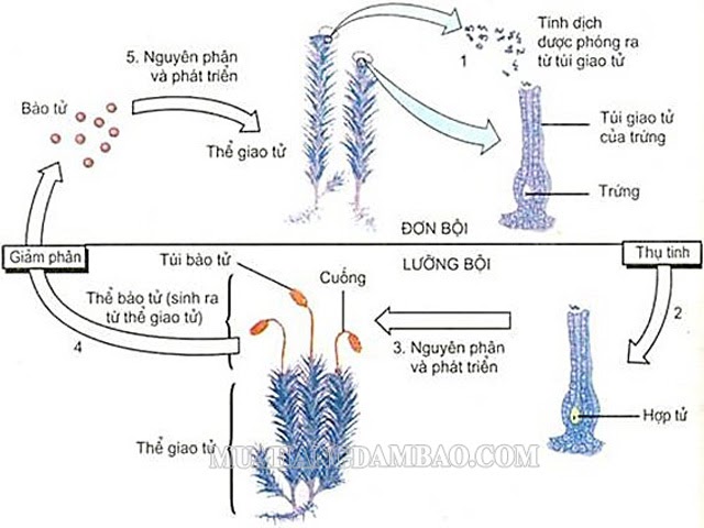 Quá trình sinh sản bào tử ở cây dương xỉ