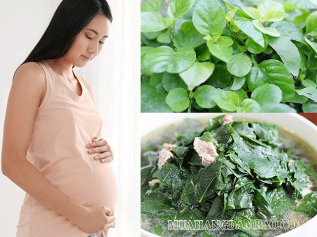 Phụ nữ mang thai có thể ăn được rau càng cua hay không?