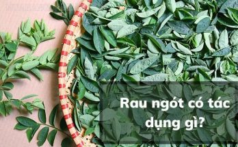 Rau ngót là loại rau được trồng khá phổ biến ở Việt Nam