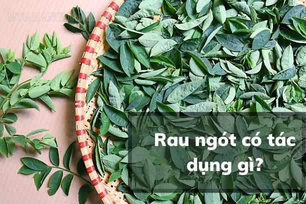 Rau ngót là loại rau được trồng khá phổ biến ở Việt Nam