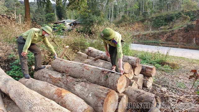 Khai thác rừng phòng hộ cần tuân thủ các quy định của Nhà nước