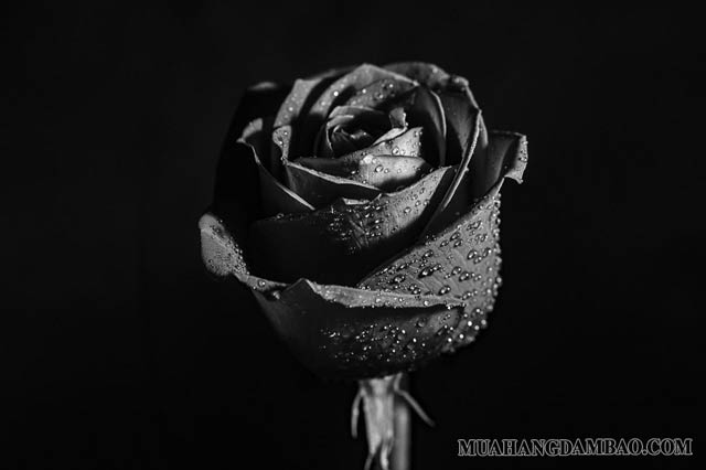 Hoa hồng đen là loài hoa tượng trưng cho tình yêu tan vỡ, kết thúc