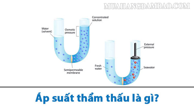 Như thế nào là áp suất thẩm thấu?