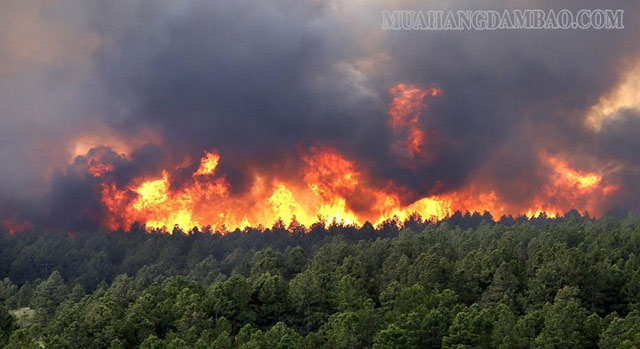 Ô nhiễm môi trường còn đến từ những vụ cháy rừng