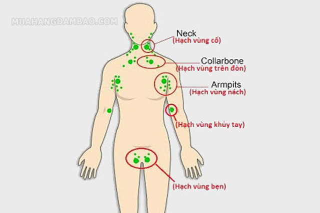 Các hạch bạch huyết phân bố đều trên cơ thể