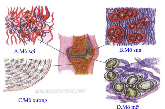 Một số loại mô liên kết trên cơ thể con người