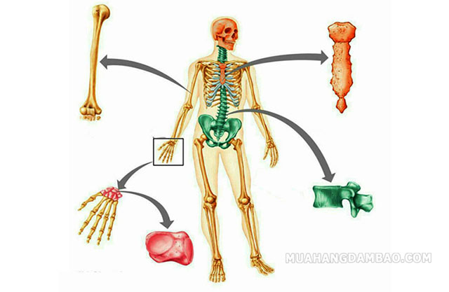 Hình ảnh các loại xương trên cơ thể con người