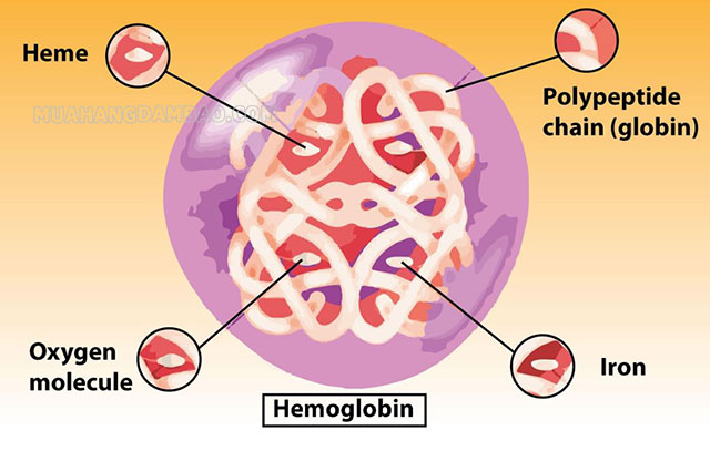 Huyết sắc tố là một protein có cấu tạo dị lập thể phức hợp