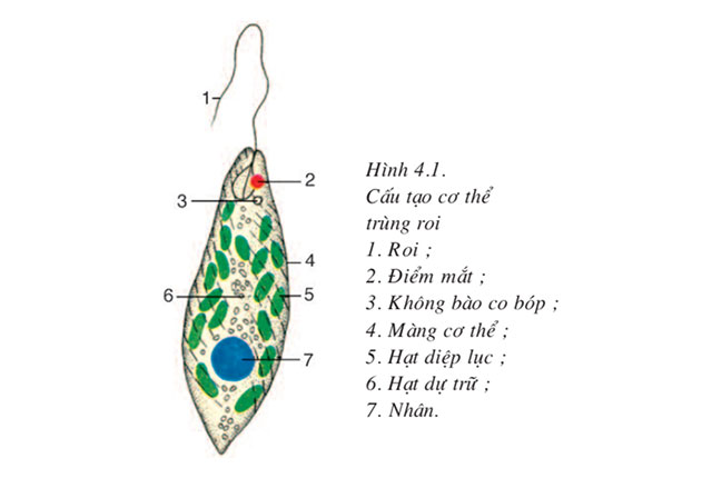 Trùng roi có cấu tạo đơn giản của sinh vật đơn bào