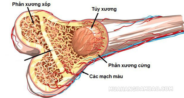 Cấu tạo cơ bản của xương