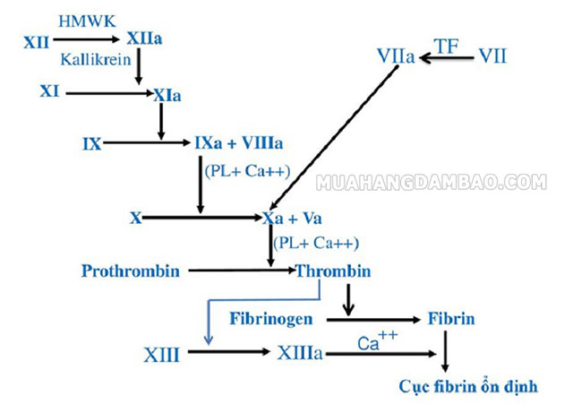 Sơ đồ các yếu tố kết hợp để biến đổi thành fibrin