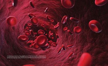 Hemoglobin là huyết sắc tố trong máu của con người và động vật bậc cao