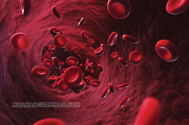 Hemoglobin là huyết sắc tố trong máu của con người và động vật bậc cao