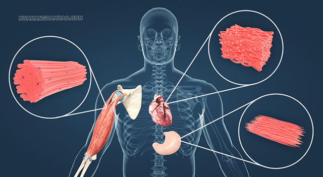 Một số nhóm mô cơ tiêu biểu trên cơ thể người