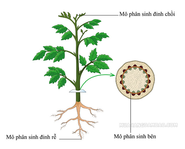 Một số vị trí mô phân sinh của thực vật