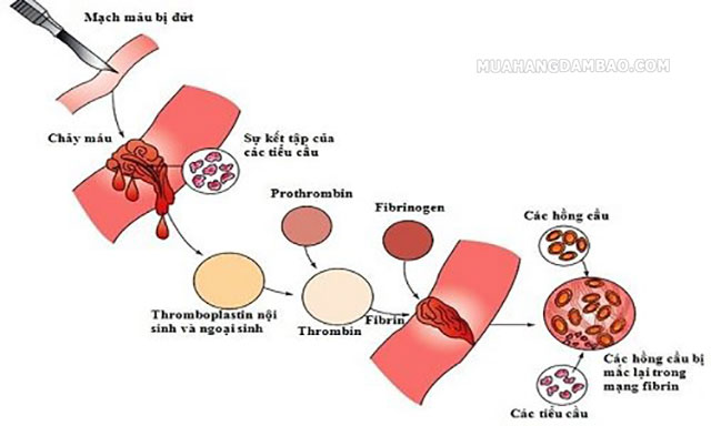 Quá trình đông máu khi có vết thương