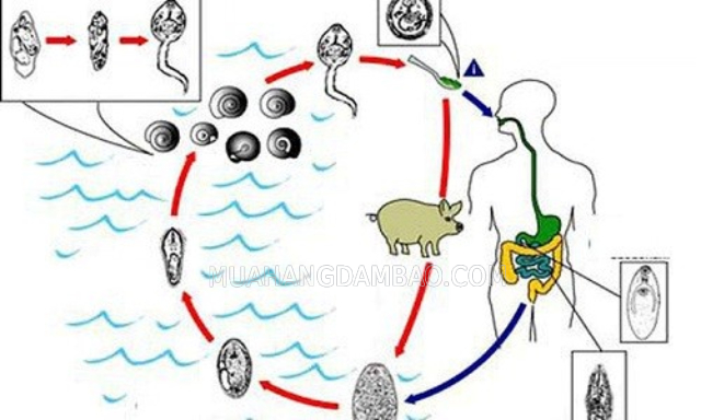 Vòng đời của sán lá gan