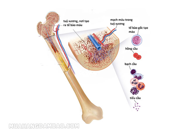 RBC được hình thành ở tủy xương