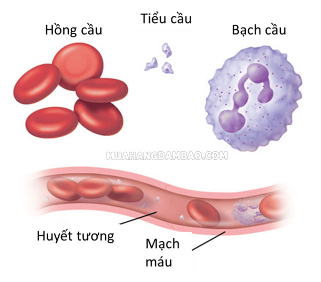 Tiểu cầu là tế bào có kích thước vô cùng nhỏ