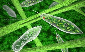 Trùng roi xanh là sinh vật có tên khoa học là Euglena viridis