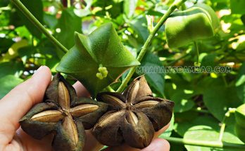 Sachi là một loại cây cho hạt mọc ở các vùng nhiệt đới