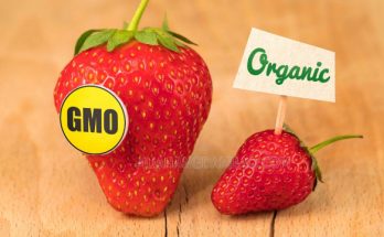 GMO đem lại nhiều lợi ích cho con người