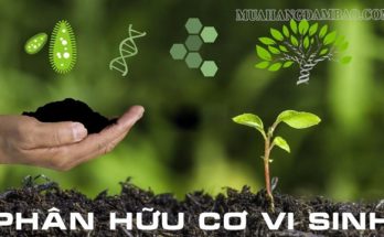 Phân vi sinh giúp cây trồng dễ dàng hấp thụ chất dinh dưỡng hơn