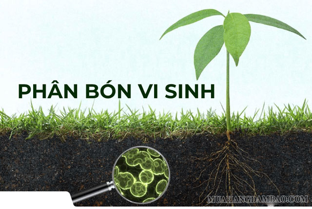 Phân vi sinh hiện được sử dụng rất phổ biến trong trồng trọt  