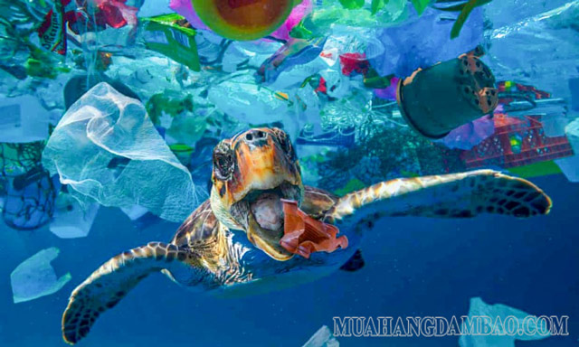 Các sinh vật biển có nguy cơ tuyệt chủng do ăn phải rác thải nhựa