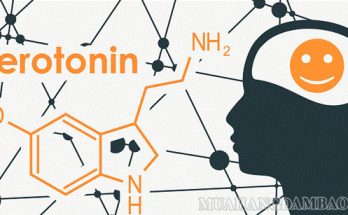 Serotonin là chất dẫn truyền thần kinh rất quan trọng