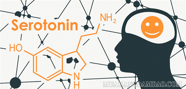 Serotonin là chất dẫn truyền thần kinh rất quan trọng