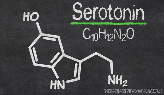 Ham muốn của bạn thay đổi cũng do serotonin