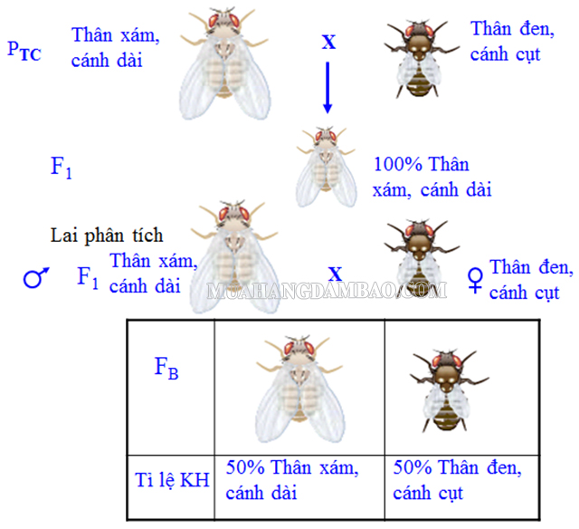 Sơ đồ thí nghiệm