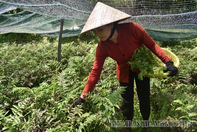 Mô hình trồng cây rau dớn tại tỉnh Quảng Nam