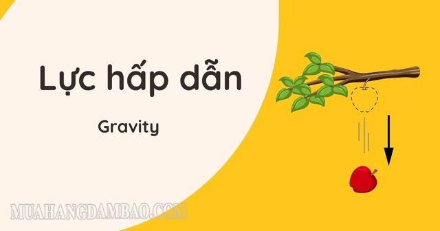 Lực hấp dẫn xuất hiện ở khắp mọi nơi trên Trái Đất