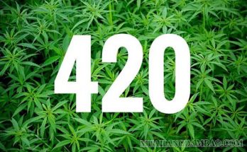 420 - Ngày Quốc tế cần sa diễn ra vào 20/4