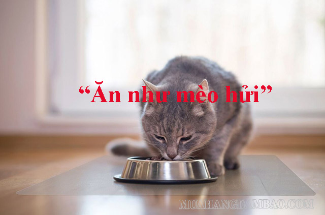 Thành ngữ “Ăn như mèo hửi”
