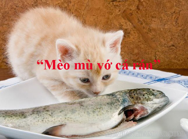 Thành ngữ “Mèo mù vớ cá rán”