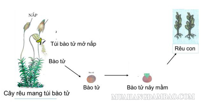 Rêu sinh sản vô tính