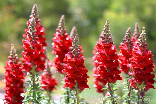 Cận cảnh hoa Snapdragon